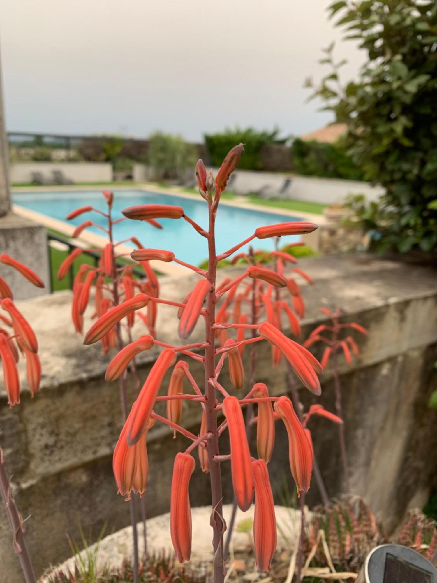 Domaine Forvent Bed & Breakfast Saint-Julien-de-Peyrolas Ngoại thất bức ảnh